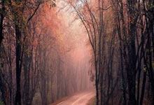 开云下载-美国男篮大胜立陶宛，瓦兰丘纳斯惊艳助攻引发热议